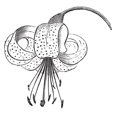 Bu çiçek Lilyum Pyrenaicum bitki var. Bu çiçek parlak sarı çiçekleri vardır ve onlar yarım santim daha uzun, vintage çizgi çizme veya oyma illüstrasyon.