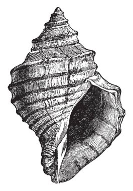 Chrysodomus Decemcostatus bir karakteristik fusoid gastropod Kuzey Atlantik, vintage çizgi çizme veya oyma illüstrasyon olduğunu.