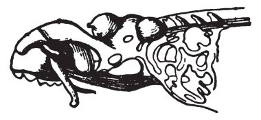 Kafatası nerede membranöz kıkırdak kafatası, vintage satır çizim veya illüstrasyon oyma Cyclostoma.