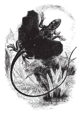 Uçan Ejderha kabiliyetini kullanarak bir ince zar, vintage çizgi çizme veya illüstrasyon oyma kısa mesafe için kayma için adını alır.