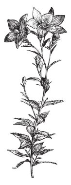 Bir resim balon çiçek, olarak da bilinen Platycodon grandiflorus ve Çince veya Japonca bellflower gösteriyor. Bu çiçekler açılmamış tomurcukları, vintage çizgi çizme veya oyma illüstrasyon isimlerini alır.