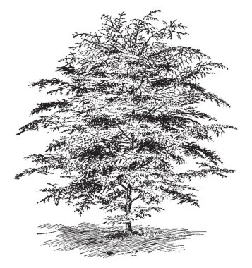 Tam yetişkin sedir ağacı, vintage çizgi çizme veya oyma illüstrasyon resmini.