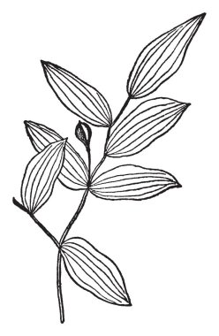 Sesil Bellwort Bellworts bir cinsidir. Yaprakları ters veya düzenlenmiş alternatif. Kök düğüm, vintage çizgi çizme veya oyma illüstrasyon meyve vardır.