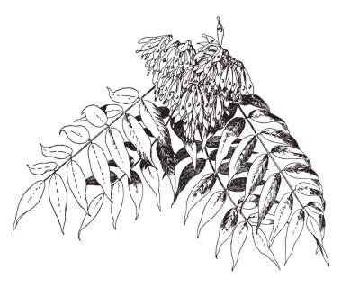 Bu çerçevede dikim bitkiler vardır ve dibe doğru bükük. O ağacın çiçek, vintage çizgi çizme ya da oyma illüstrasyon dolu.