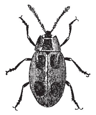 Yanlış uğur böceği Endomychidae, vintage çizgi çizme veya oyma illüstrasyon ailesindeki kadar bir tür olduğunu.