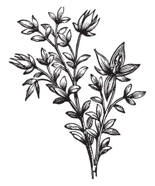 Bir rhatany gösteren bu fotoğraflar. Çiçekler küçük ve iç parçalar çiçek kırmızı ve dış kısmı yeşildir. Kök için ilaç kullanılır. Bu Krameriaceae Aile, vintage çizgi çizme veya oyma illüstrasyon.