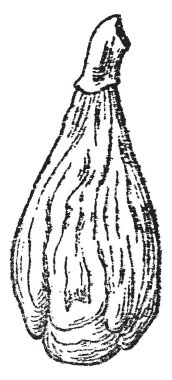 İncir taslağını dikey olarak, vintage çizgi çizme veya oyma illüstrasyon tutulur.