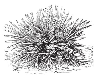 Bu çerçevede ground yakınındaki bir ağaç var. Çalı gibi görünüyor. Trithrinax pusula, vintage çizgi çizme veya oyma illüstrasyon denir.