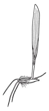 Bu çim bulundu ormanda fidan da kıllı ve uzun koyu yeşil yaprakları bir santimetre kadar geniş ve küçük kıllar, vintage çizgi çizme veya illüstrasyon oyma nedeniyle zor bir.