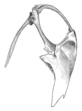 Bu resim karabatak göğüs ve omuz, vintage çizgi çizme veya oyma illüstrasyon temsil eder.