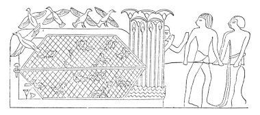 Ağlar fowler, vintage illüstrasyon kazınmış.