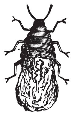 Schizoneura Langera kök formu kanatsız, vintage çizgi çizme veya oyma illüstrasyon.