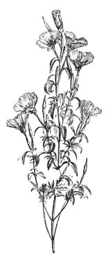 Oenothera Otsu bitkiler Amerika'ya yerel bir cinstir. Aile Onagraceae türü cinsidir. Akşam çuha çiçeği, suncups ve sundrops, vintage çizgi çizme veya oyma illüstrasyon ortak adları dahil.