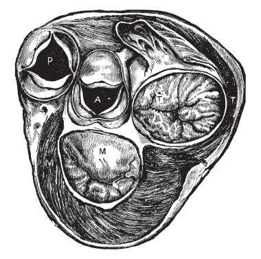 Bu diyagram düzeyinde vanalar, vintage çizgi çizme veya oyma illüstrasyon kalp bölümünü temsil eder..