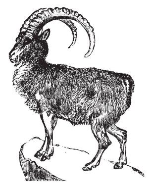 Dağ keçisi Avrupa Alpleri, vintage çizgi çizme veya oyma illüstrasyon dağlarında yaşayan yaban keçisi familyasından bir.