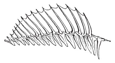 Dorsal, vintage oyulmuş illüstrasyon. Doğal Tarih hayvanların, 1880