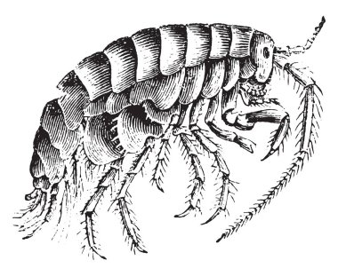 Talitre, vintage illüstrasyon kazınmış. Doğal Tarih hayvanların, 1880