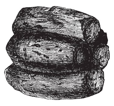 Çamur eşekarısı yuvası kurutulmuş çamur, vintage çizgi çizme veya oyma illüstrasyon.