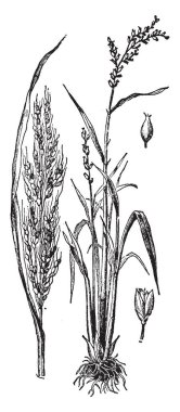 Bu bir pirinç tohumu, kökleri çok küçüktür ve bu tip Grassr pirincimiz kabuk, vintage çizgi çizme veya oyma illüstrasyon.