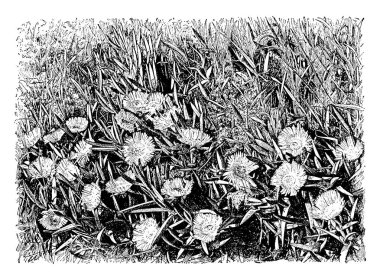 Görüntü Hottentot incir çiçek gösterir. Onlar are büyük ve sarı ya da mor. Meyve yenilebilir olduğunu. Bir süs bahçe tesisi olarak popülerdir. Etli yaprakları, vintage çizgi çizme veya oyma illüstrasyon sürünen bitki zemin.