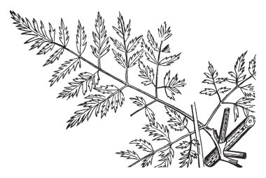 Zehir hemlock son derece zehirli bir bienal otsu çiçekli bitki vardır. Alında saç çizgisi için bitki bölümlerdir. Yaprakları iki - için dört-pinnate, ince bölünmüş ve dantelli, genel olarak üçgen şekli, vintage çizgi çizme veya oyma illüstrasyon.