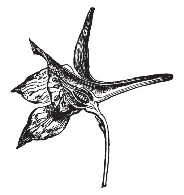 Larkspur çiçek beş renkli sepals aralıklı apart, vintage çizgi çizme oluşan veya illüstrasyon oyma.