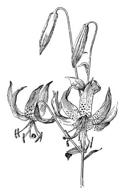 bitki görüntü. Vektör çizim