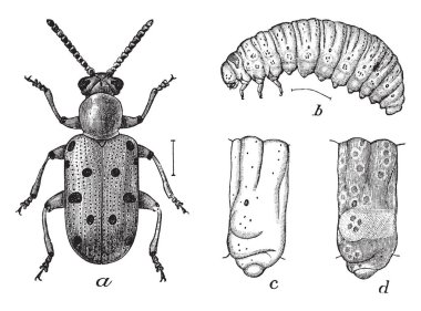 Crioceris 12 Punctata altı siyah noktalar, vintage çizgi çizme veya oyma illüstrasyon ile işaretlenir.