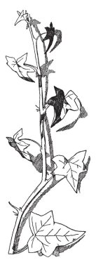 Ivy sprey derimsi yaprakları, vintage çizgi çizme veya oyma resimde bulunan.