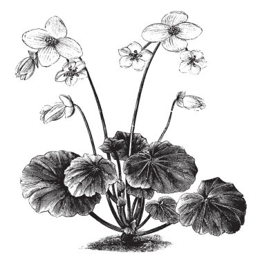 Çiçekleri beş yaprakları, onlar üstünde tepe-in bitki yetiştirme var. Begonya Kraliçe bitki yaprakları Petiolate vardır. Bitki, vintage çizgi çizme veya oyma illüstrasyon tabanından dalları çıkmak.