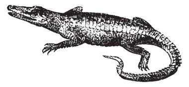 Timsah, vintage illüstrasyon kazınmış. Doğal Tarih hayvanların, 1880