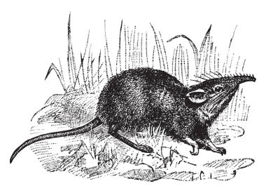 Fil sivri faresi fil, vintage çizgi çizme veya oyma illüstrasyon Macroscelididae ailesinin küçük bir memeli olduğu.