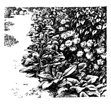 Bir resim Digitalis Purpurea gösteriyor. Ortak yüksükotu bu ortak adıdır. Yerli Avrupa ve çiçekli bitki muz ailesindeki tür. Geniş, mor renkli ve benekli, vintage çizgi çizme veya oyma illüstrasyon çiçekler.