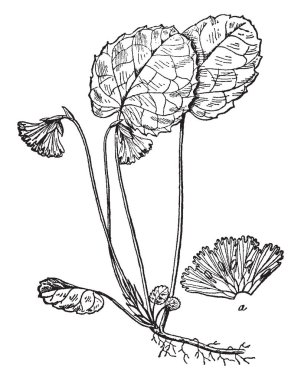 Oconee çan çiçeği gül-mor beyaz olan 5 yaprakları vardır. Çiçek genellikle üzerinde scape sallıyor. Kenar boşlukları yaprakları ile dişli, laciniate, veya saçaklı, vintage çizgi çizme veya oyma illüstrasyon olabilir.