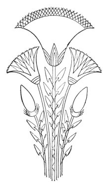 Çiçekler ve tomurcukları, vintage illüstrasyon kazınmış