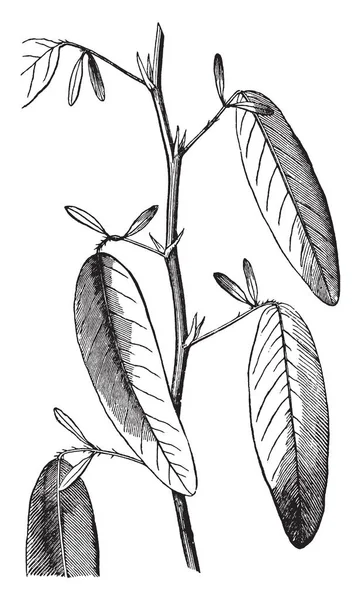 植物叶子是交替的 每一片大叶子的底部有两个小小叶 复古的线条画或雕刻插图 — 图库矢量图片