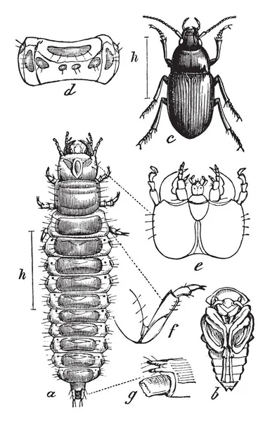 Grond Kever Een Grote Kosmopolitische Familie Van Kevers Vintage Lijntekening — Stockvector