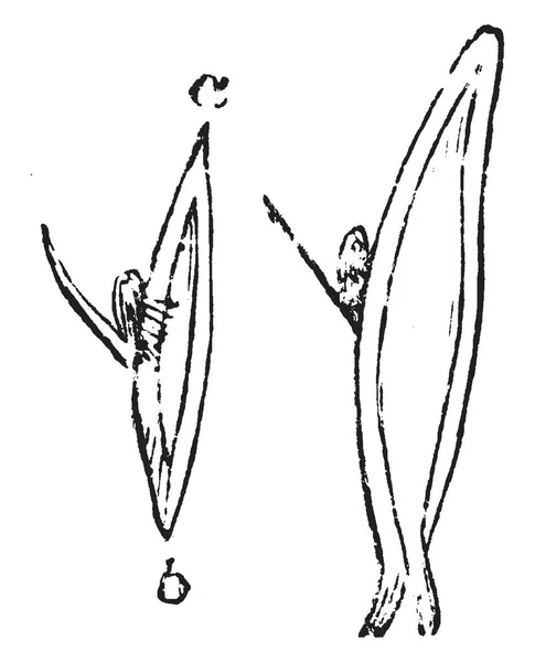 Esta Ilustración Representa Varios Tipos Brote Tomado Rose Budding Dibujo — Archivo Imágenes Vectoriales