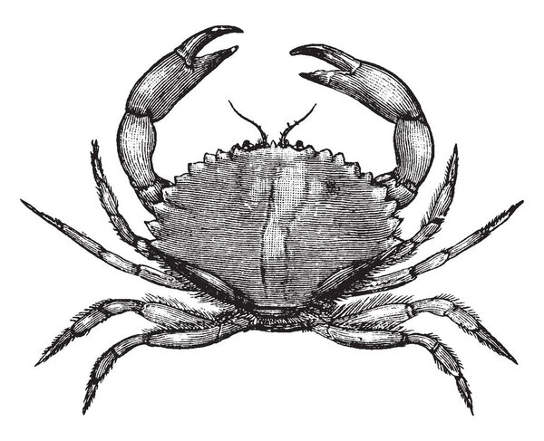 California Rock Crab which is found on the rocky sea floor of California, vintage line drawing or engraving illustration.