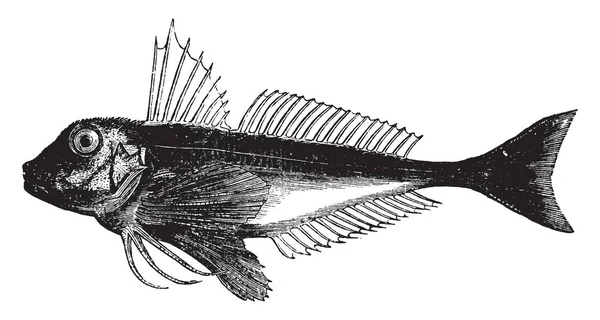 Gurnard Vermelho Doze Dezesseis Polegadas Comprimento Desenho Linha Vintage Gravura —  Vetores de Stock