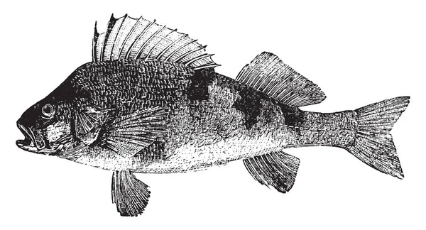 Okoń Pospolity Jeden Najlepszych Najprzystojniejszy Ryby Słodkowodne Vintage Rysowania Linii — Wektor stockowy
