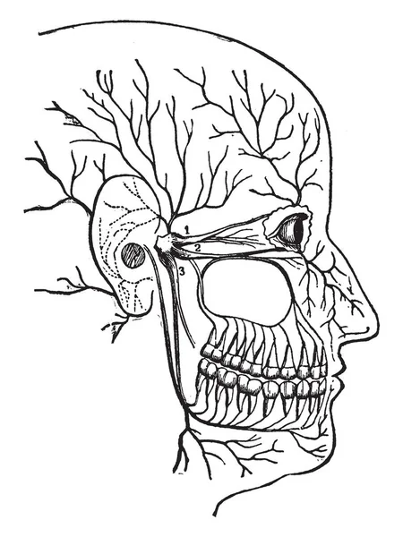この図は 歯の根 ビンテージの線描画や彫刻イラストにつながる神経を表します — ストックベクタ