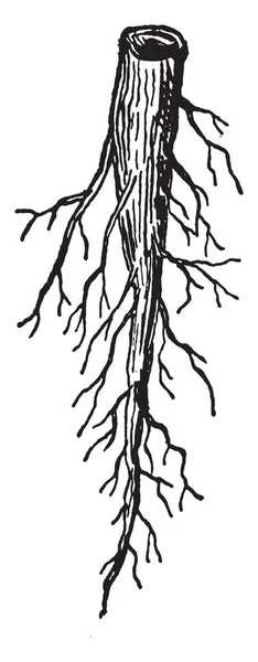 根の長く それを示すこの画像それは地下に育ちます 側根が増加しています 横方向の根は細くて短い ビンテージの線描画や彫刻イラスト — ストックベクタ