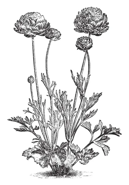 Resim Farsça Buttercup Olarak Bilinen Düğünçiçeği Asiaticus Gösteriyor Onun Çiçekler — Stok Vektör