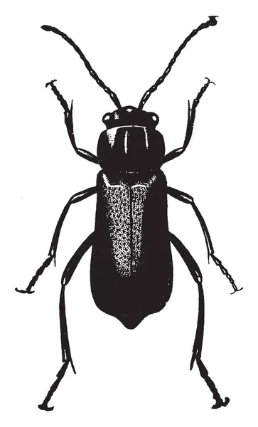 Malachius Est Genre Coléoptères Famille Des Melyridae — Image vectorielle