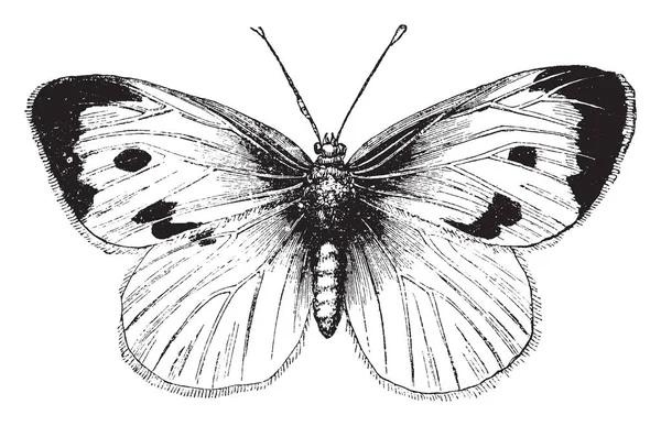 Mariposa Grande Col Blanca Encuentra Comúnmente Toda Europa Dibujo Línea — Vector de stock