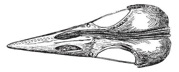 Thyrohyals スカル ビンテージの線描画や彫刻イラストに沿って実行しているを示すキツツキ スカルのトップ ビュー — ストックベクタ