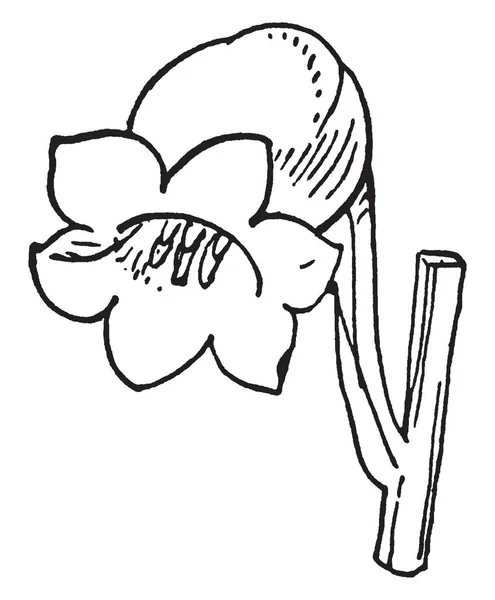 Çiçekler Altı Beyaz Yaprakları Çiçekleri Çan Şeklinde Vintage Çizgi Çizme — Stok Vektör