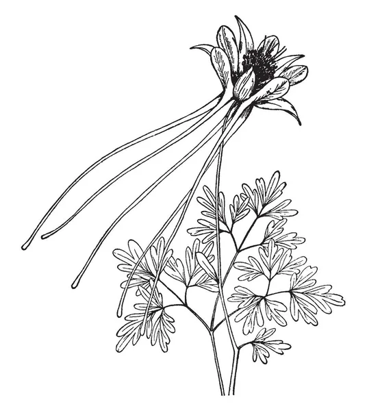 Billede Viser Aquilegia Longissima Plante Det Langsporet Columbine Sjælden Flerårig – Stock-vektor