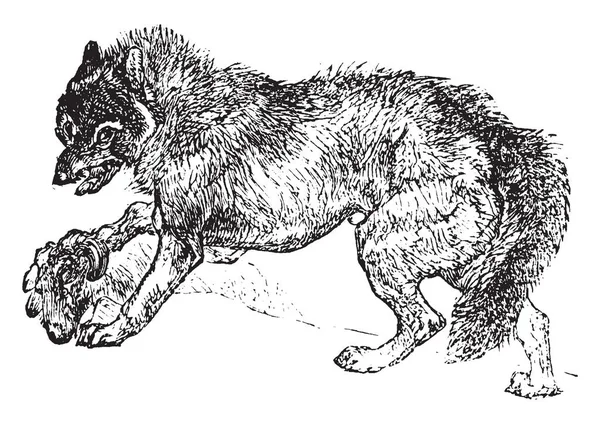 Wolf Est Canin Originaire Des Régions Sauvages Reculées Eurasie Dessin — Image vectorielle